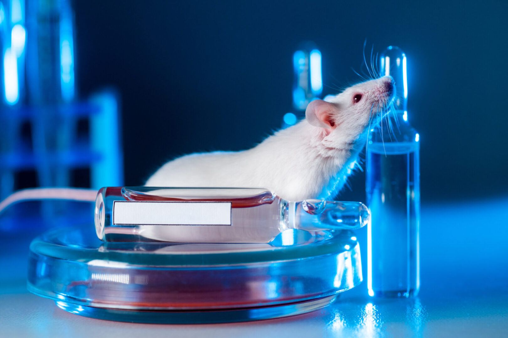 Laboratory white rat near scientific equipment and books.